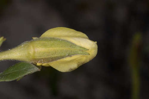 Oenothera humifusa #2